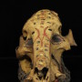 Old Skull of Animal